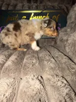 Patch, a male Australian Shepherd for sale in Bellefontaine, OH – 3 of 4