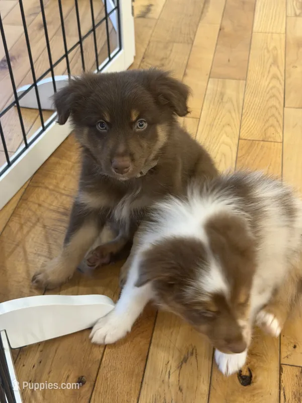 Freckles  – Australian Shepherd puppy for sale in Bellefontaine, OH