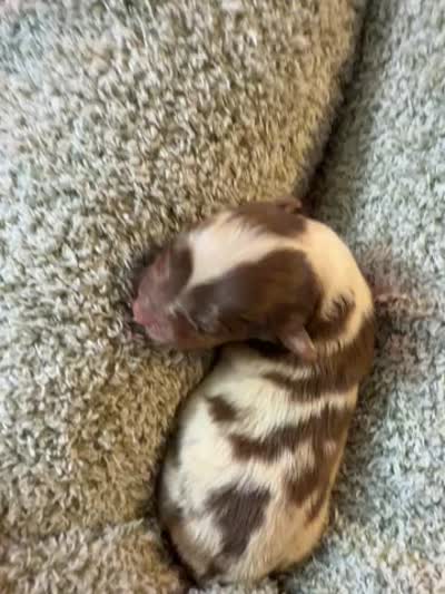 Penny , a female Australian Shepherd for sale in Bellefontaine, OH – 4 of 4