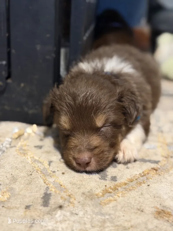 Apollo – Australian Shepherd puppy for sale in Bellefontaine, OH