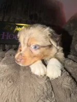 Patch, a male Australian Shepherd for sale in Bellefontaine, OH – 2 of 4