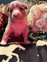 Wrangler , a female Australian Shepherd for sale in Bellefontaine, OH – Photo 10 of 10