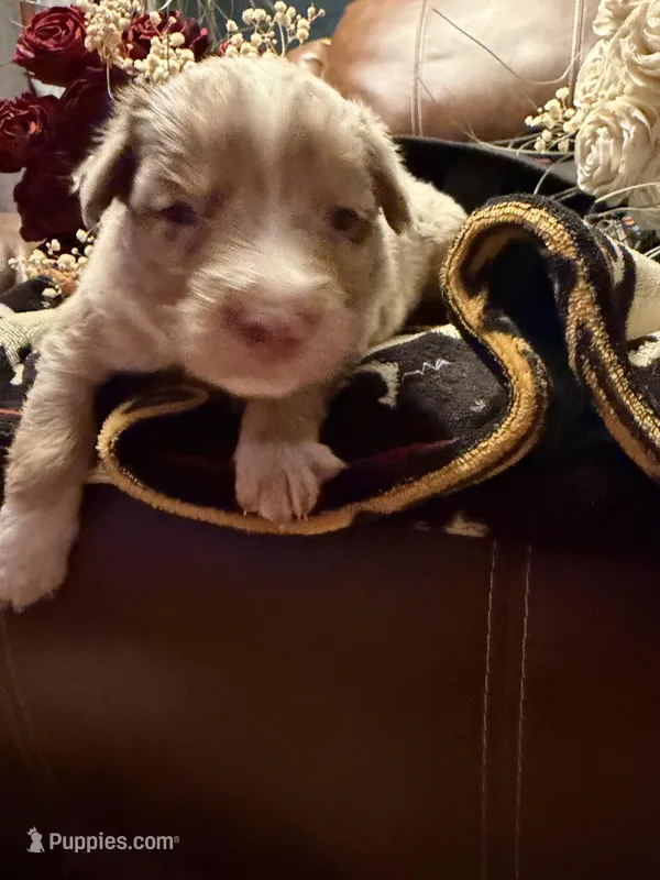 Wrangler  – Australian Shepherd puppy for sale in Bellefontaine, OH