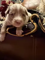 Wrangler , a female Australian Shepherd for sale in Bellefontaine, OH – Photo 1 of 10