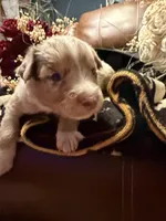 Wrangler , a female Australian Shepherd for sale in Bellefontaine, OH – Photo 4 of 10