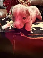 Wrangler , a female Australian Shepherd for sale in Bellefontaine, OH – Photo 2 of 10