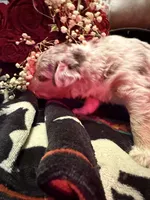 Wrangler , a female Australian Shepherd for sale in Bellefontaine, OH – Photo 7 of 10