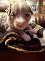 Wrangler , a female Australian Shepherd for sale in Bellefontaine, OH – Photo 6 of 10