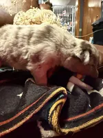 Wrangler , a female Australian Shepherd for sale in Bellefontaine, OH – Photo 8 of 10