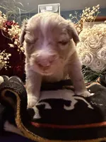 Wrangler , a female Australian Shepherd for sale in Bellefontaine, OH – Photo 3 of 10