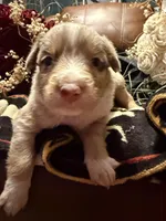 Wrangler , a female Australian Shepherd for sale in Bellefontaine, OH – Photo 5 of 10