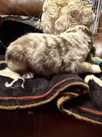 Wrangler , a female Australian Shepherd for sale in Bellefontaine, OH – Photo 9 of 10