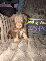 Freckles , a male Australian Shepherd for sale in Bellefontaine, OH – 1 of 5