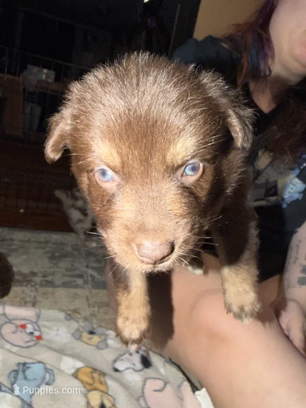 Athena  – Australian Shepherd puppy for sale in Bellefontaine, OH