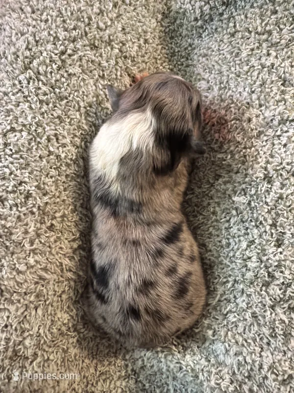 Spotty  – Australian Shepherd puppy for sale in Bellefontaine, OH