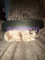 Rolly , a male Australian Shepherd for sale in Bellefontaine, OH – 2 of 4