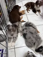 Remi , a male Australian Shepherd for sale in Bellefontaine, OH – 8 of 9