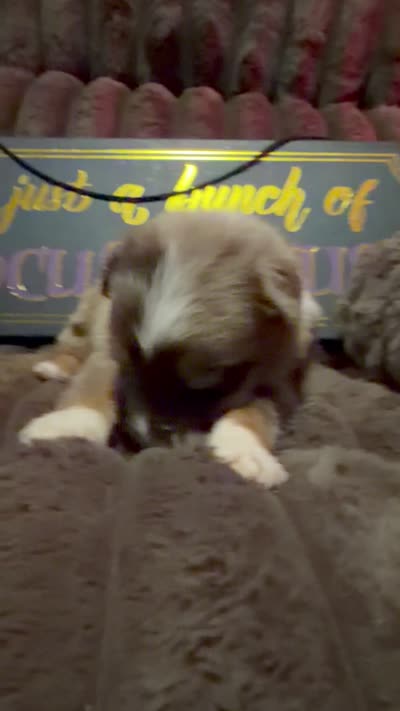 Penny , a female Australian Shepherd for sale in Bellefontaine, OH – 6 of 6