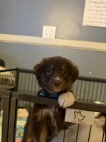 Diva, a female Australian Shepherd for sale in Bellefontaine, OH – 3 of 4