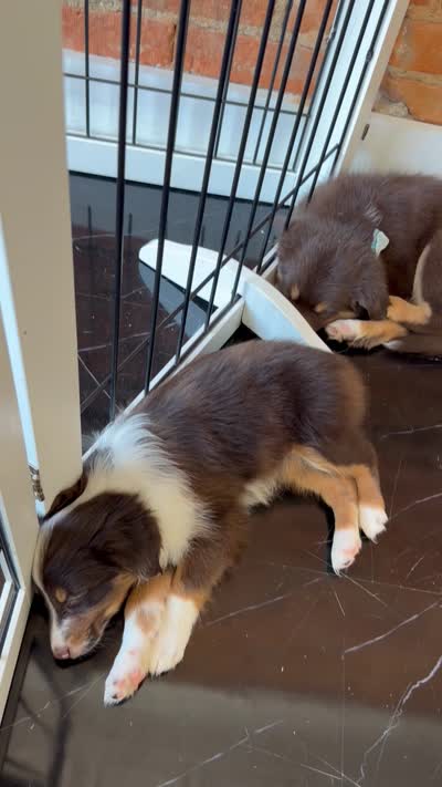 Deja, a female Australian Shepherd for sale in Bellefontaine, OH – 3 of 5
