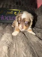 Penny , a female Australian Shepherd for sale in Bellefontaine, OH – 2 of 6