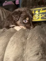 Cadpig , a female Australian Shepherd for sale in Bellefontaine, OH – 3 of 5