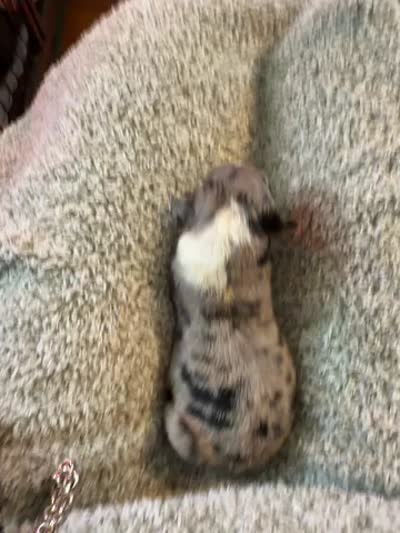 Spotty , a male Australian Shepherd for sale in Bellefontaine, OH – 4 of 4