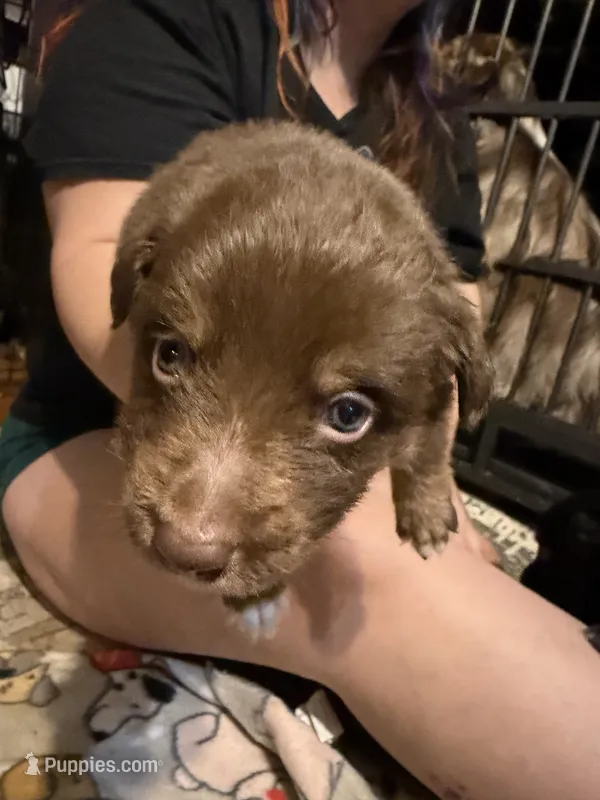 Hermes – Australian Shepherd puppy for sale in Bellefontaine, OH