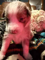 Chanel, a female Australian Shepherd for sale in Bellefontaine, OH – Photo 4 of 10