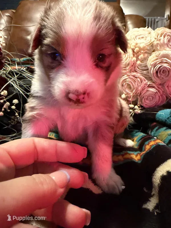 Chanel – Australian Shepherd puppy for sale in Bellefontaine, OH