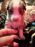 Chanel, a female Australian Shepherd for sale in Bellefontaine, OH – Photo 1 of 10