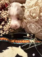 Chanel, a female Australian Shepherd for sale in Bellefontaine, OH – Photo 6 of 10