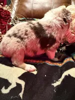 Chanel, a female Australian Shepherd for sale in Bellefontaine, OH – Photo 7 of 10