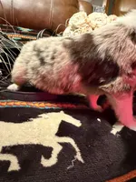 Chanel, a female Australian Shepherd for sale in Bellefontaine, OH – Photo 8 of 10