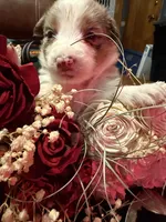 Chanel, a female Australian Shepherd for sale in Bellefontaine, OH – Photo 3 of 10