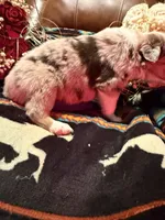 Chanel, a female Australian Shepherd for sale in Bellefontaine, OH – Photo 5 of 10