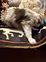 Chanel, a female Australian Shepherd for sale in Bellefontaine, OH – Photo 9 of 10