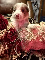 Chanel, a female Australian Shepherd for sale in Bellefontaine, OH – Photo 2 of 10