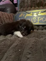 Cadpig , a female Australian Shepherd for sale in Bellefontaine, OH – 4 of 5