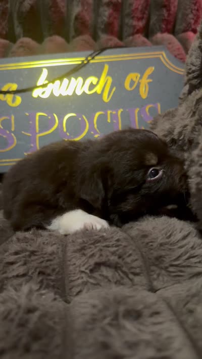 Cadpig , a female Australian Shepherd for sale in Bellefontaine, OH – 5 of 5