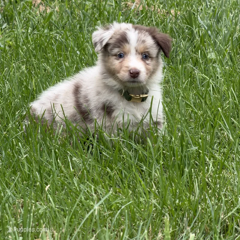 Rolly  – Australian Shepherd puppy for sale in Bellefontaine, OH
