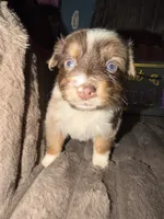 Penny , a female Australian Shepherd for sale in Bellefontaine, OH – 1 of 6