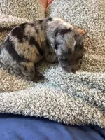 Pongo , a male Australian Shepherd for sale in Bellefontaine, OH – 2 of 4