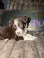 Dipstick , a female Australian Shepherd for sale in Bellefontaine, OH – 4 of 5