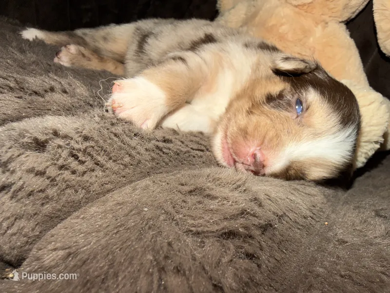 Persephone  – Australian Shepherd puppy for sale in Bellefontaine, OH