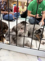Remi , a male Australian Shepherd for sale in Bellefontaine, OH – 9 of 9