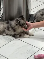 Remi , a male Australian Shepherd for sale in Bellefontaine, OH – 6 of 9