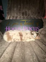 Rolly , a male Australian Shepherd for sale in Bellefontaine, OH – 3 of 4