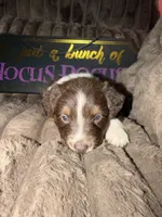 Two-tone , a female Australian Shepherd for sale in Bellefontaine, OH – 1 of 6
