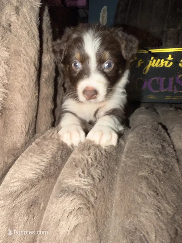 Dipstick  – Australian Shepherd puppy for sale in Bellefontaine, OH